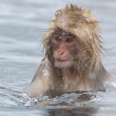 Japanese Macaque - Japanse Makaak - Macaca fuscata	