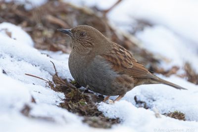 Japanese Accentor - Japanse Heggenmus - Prunella rubida