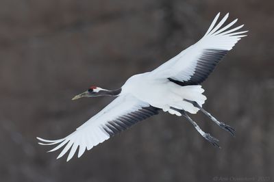 Red-crowned Crane - Chinese Kraanvogel - Grus japonicus