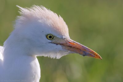 Koereiger / Cattle Egret