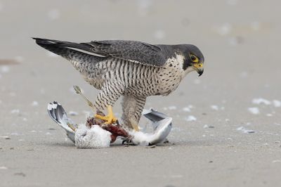 Slechtvalk - Peregrine Falcon - Falco peregrinus