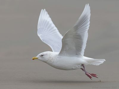 Kleine Burgemeester / Iceland Gull