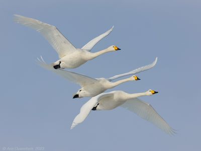 Whooper Swan - Wilde Zwaan - Cygnus cygnus