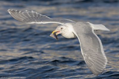 Glaucous-winged Gull - Beringmeeuw - Larus glaucescens