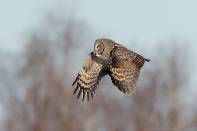 Laplanduil - Great Grey Owl - Strix nebulos