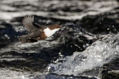 Waterspreeuw - White-throated Dipper - Cinclus cinclus cinclus