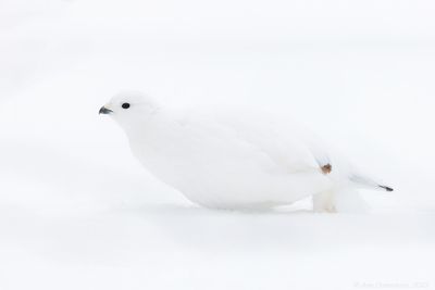 Moerassneeuwhoen - Willow Ptarmigan - Lagopus lagopus