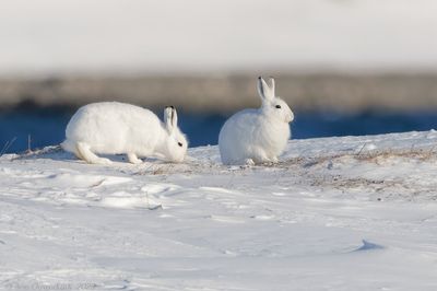 Sneeuwhaas - Mountain Hare - Lepus timidus
