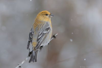 Haakbek - Pine Grosbeak - Pinicola enucleator