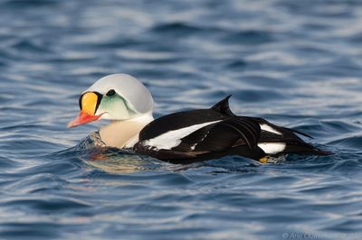 Koningseider / King Eider