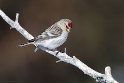 Witstuitbarmsijs - Arctic Redpoll - Carduelis hornemanni