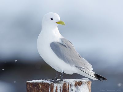 Drieteenmeeuw - Black-legged Kittiwake - Rissa tridactyla	