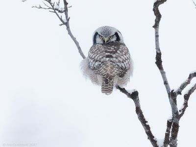Sperweruil / Northern Hawk Owl