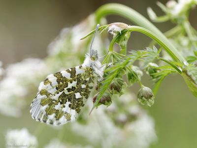 Oranjetipje - Orange Tip - Anthocharis cardamine