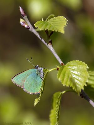 Groentje - Green Hairstreak - Callophrys rubi