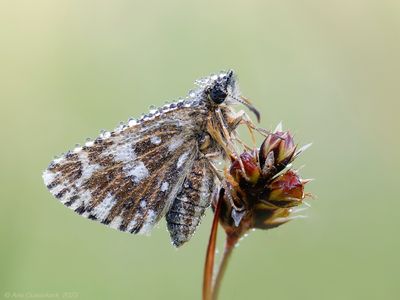 Aardbeivlinder - Grizzled Skipper - Pyrgus malvae