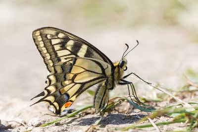 Koninginnenpage - Swallowtail - Papilio machaon	