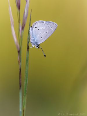 Dwergblauwtje - Small Blue - Cupido minimus	