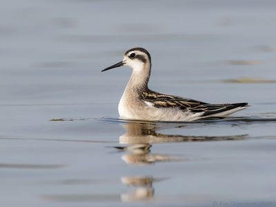 Grauwe Franjepoot - Red-necked Phalarope - Phalaropus lobatus