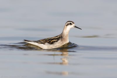 Grauwe Franjepoot - Red-necked Phalarope - Phalaropus lobatus