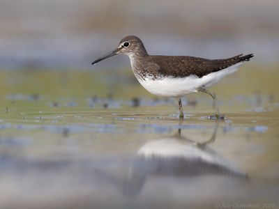 Witgat / Green Sandpiper