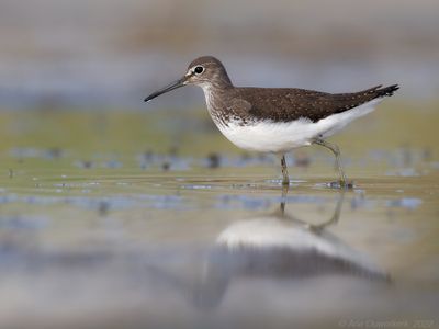 Witgatje - Green Sandpiper - Tringa ochropus	