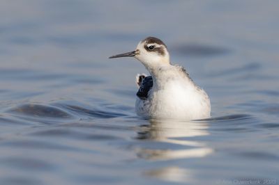 Grauwe Franjepoot - Red-necked Phalarope - Phalaropus lobatus