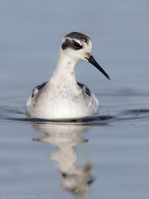 Grauwe Franjepoot - Red-necked Phalarope - Phalaropus lobatus