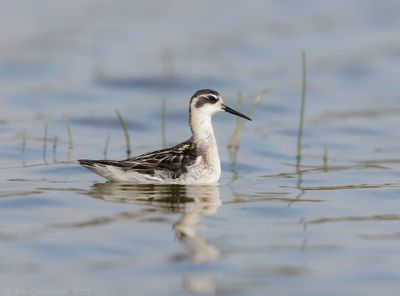 Grauwe Franjepoot / Red-necked Phalarope