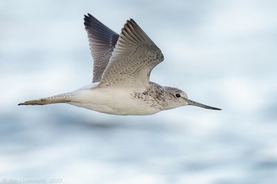 Groenpootruiter - Common Greenshank - Tringa nebularia