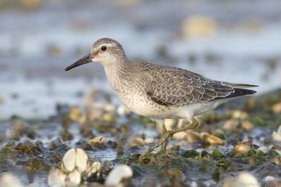 Kanoet - Red Knot - Calidris canutus