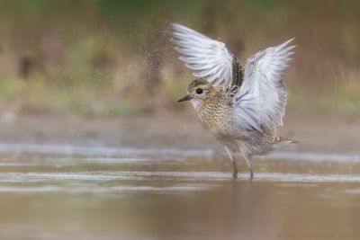 Goudplevier - European Golden Plover - Pluvialis apricaria	