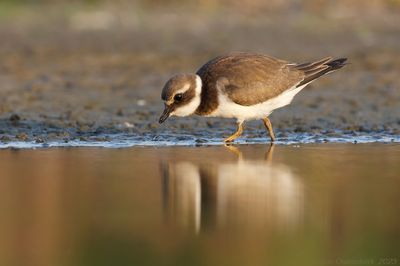 Common Ringed Plover - Bontbekplevier - Charadrius hiaticula