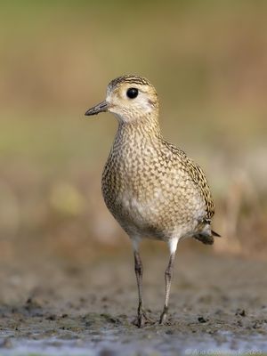 Goudplevier - European Golden Plover - Pluvialis apricaria