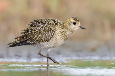 Goudplevier - European Golden Plover - Pluvialis apricaria