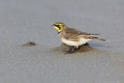Strandleeuwerik / Horned (Shore) Lark