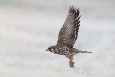 Slechtvalk - Peregrine Falcon - Falco peregrinus