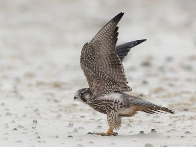 Slechtvalk - Peregrine Falcon - Falco peregrinus