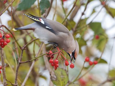 Pestvogel - Bohemian Waxwing - Bombycilla garrulus