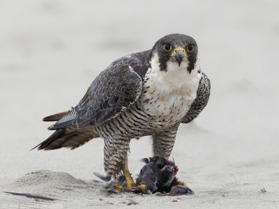 Slechtvalk - Peregrine Falcon - Falco peregrinus