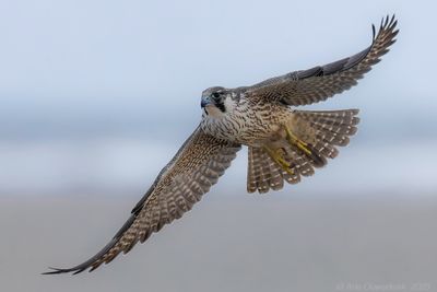 Slechtvalk - Peregrine Falcon - Falco peregrinus