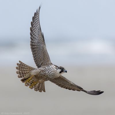 Slechtvalk - Peregrine Falcon - Falco peregrinus