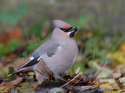 Pestvogel - Bohemian Waxwing - Bombycilla garrulus