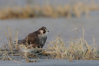 Slechtvalk - Peregrine Falcon - Falco peregrinus