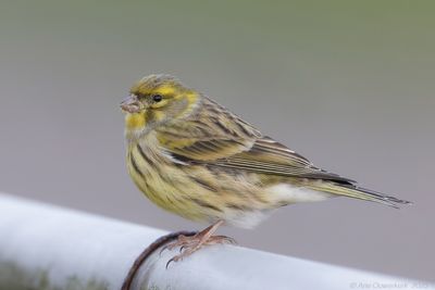 Europese Kanarie - European Serin - Serinus serinus