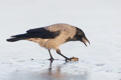 Bonte Kraai - Hooded Crow - Corvus cornix	