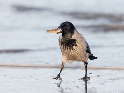 Bonte Kraai - Hooded Crow - Corvus cornix	