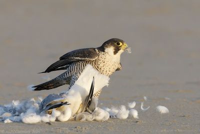 Slechtvalk - Peregrine Falcon - Falco peregrinus