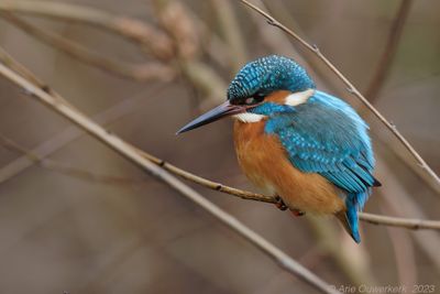 IJsvogel - Common Kingfisher - Alcedo atthis