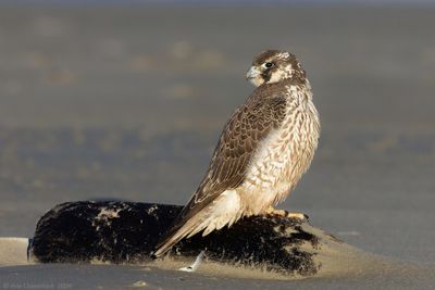 Slechtvalk - Peregrine Falcon - Falco peregrinus